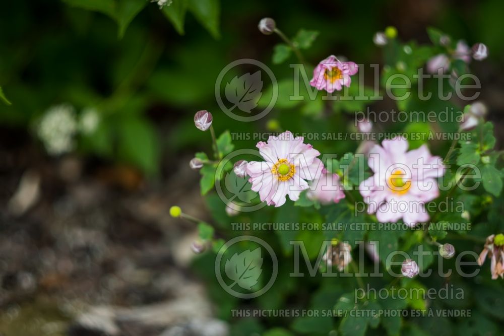 Anemone Fantasy Pocahontas (Japanese Anemone) 1 