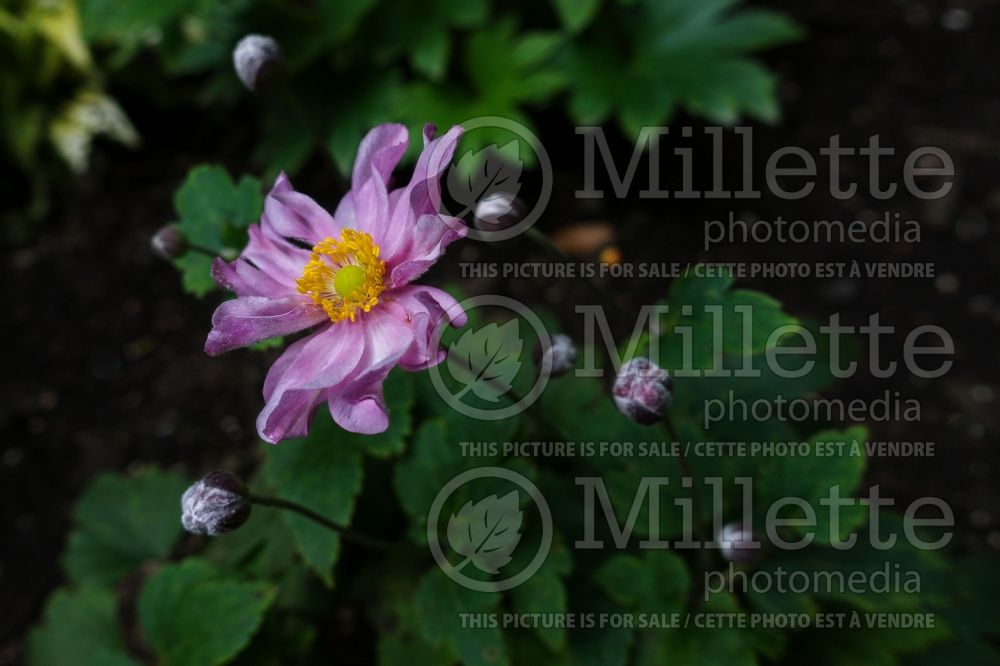 Anemone Fantasy Pocahontas (Japanese Anemone) 2 