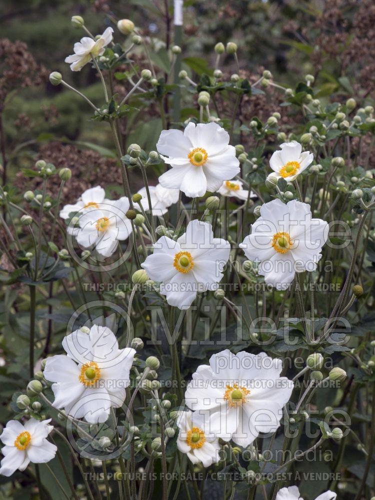 Anemone Honorine Jobert (Japanese Anemone) 13 