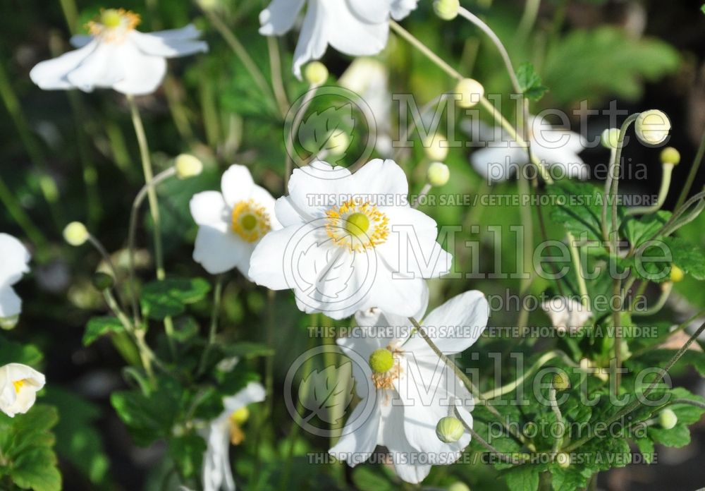 Anemone Honorine Jobert (Japanese Anemone) 4 