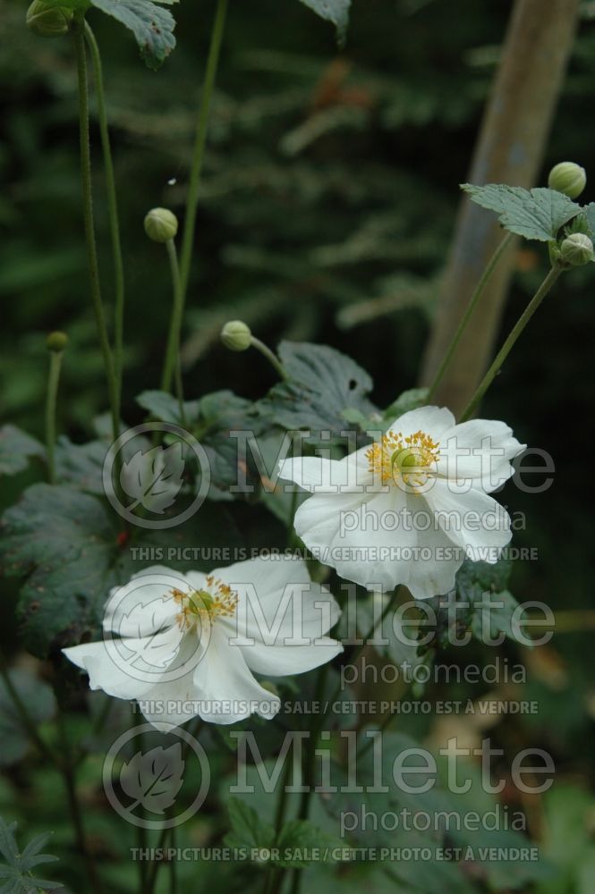 Anemone Honorine Jobert (Japanese Anemone) 5 