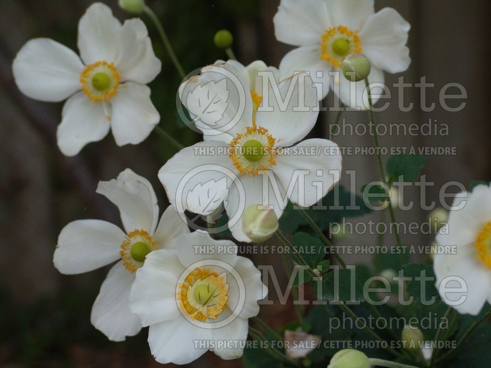 Anemone Honorine Jobert (Japanese Anemone) 10 