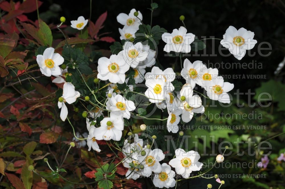 Anemone Honorine Jobert (Japanese Anemone) 11 