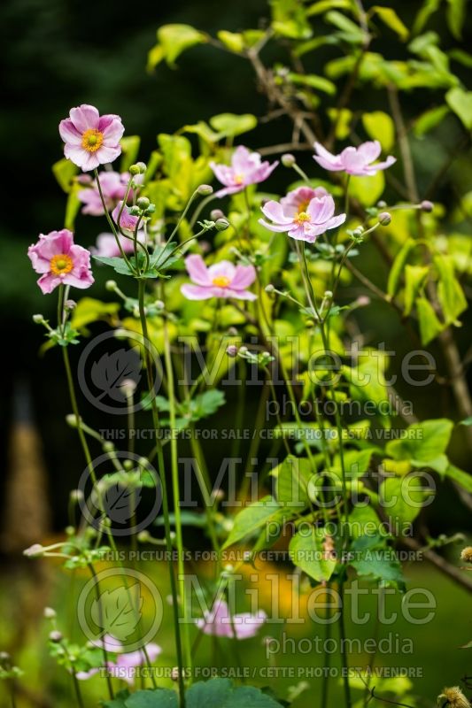 Anemone Crispa (Japanese Anemone) 1 