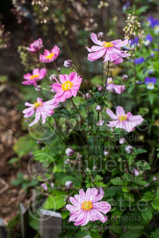 Anemone Pretty Lady Emily (Japanese Anemone) 3 