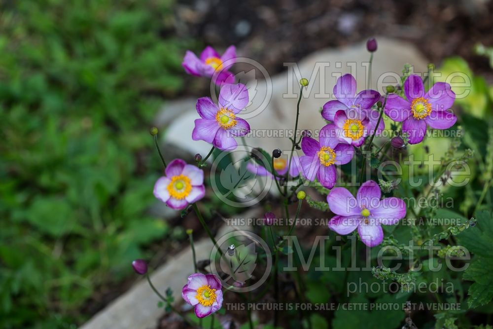 Anemone Pretty Lady Susan (Japanese Anemone) 1 