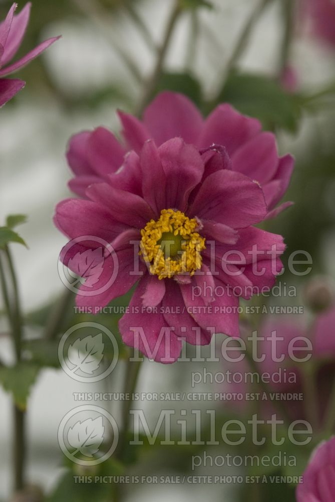 Anemone Prinz Heinrich or Prince Henry (Japanese Anemone) 3 