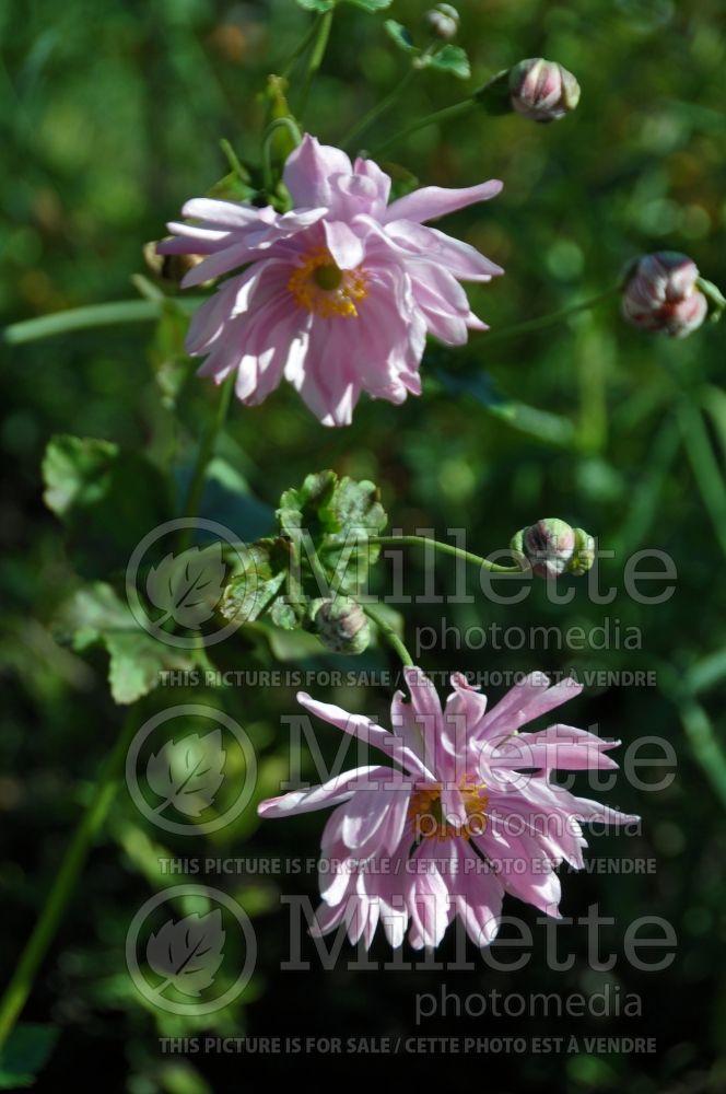 Anemone Prinz Heinrich or Prince Henry (Japanese Anemone) 1 