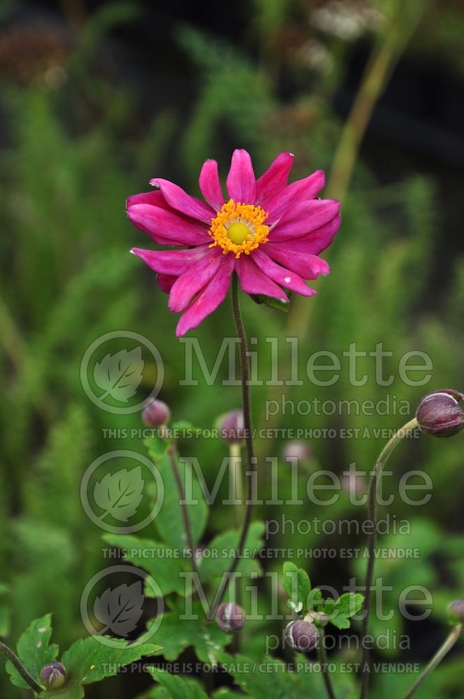 Anemone Rotkappchen (Anemone) 2 