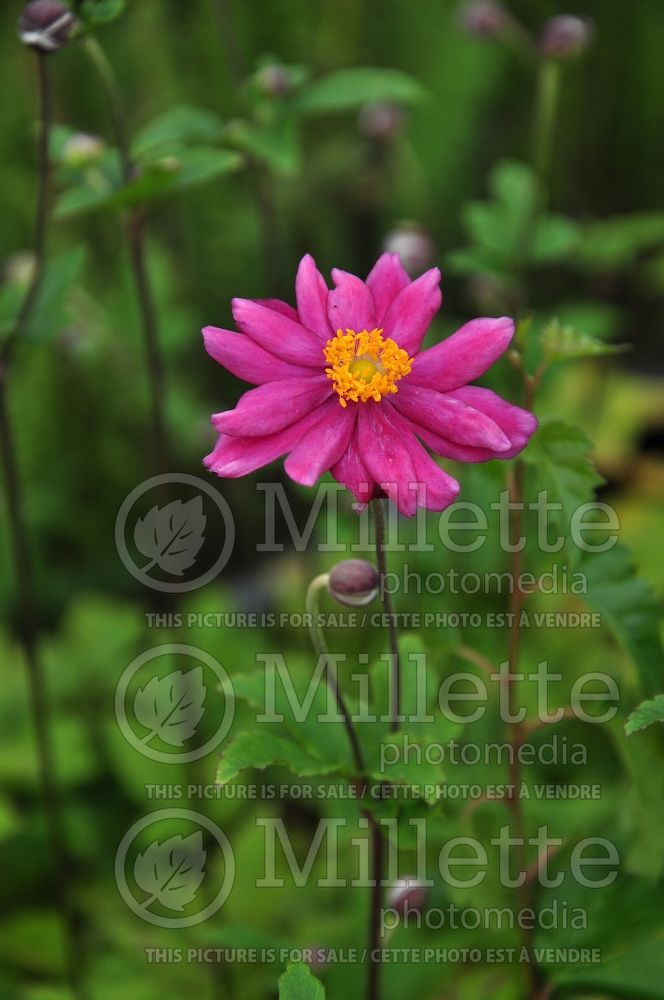 Anemone Rotkappchen (Anemone) 1 