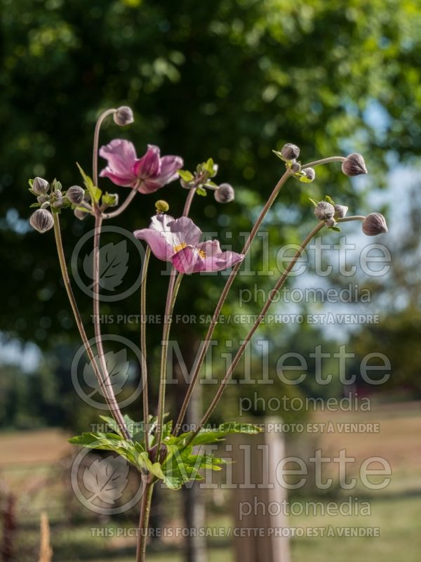 Anemone September Charm (Japanese Anemone) 8 