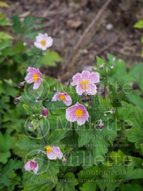 Anemone September Charm (Japanese Anemone) 9 