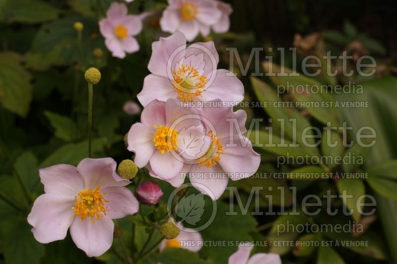 Anemone September Charm (Japanese Anemone) 10 