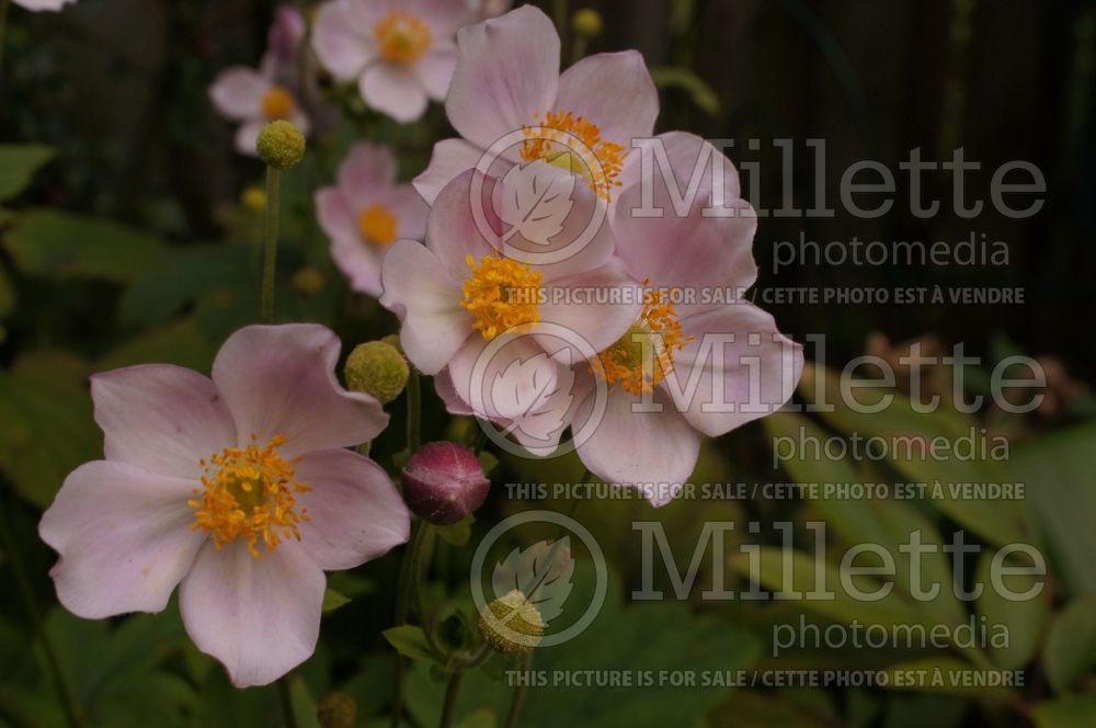 Anemone September Charm (Japanese Anemone) 11 