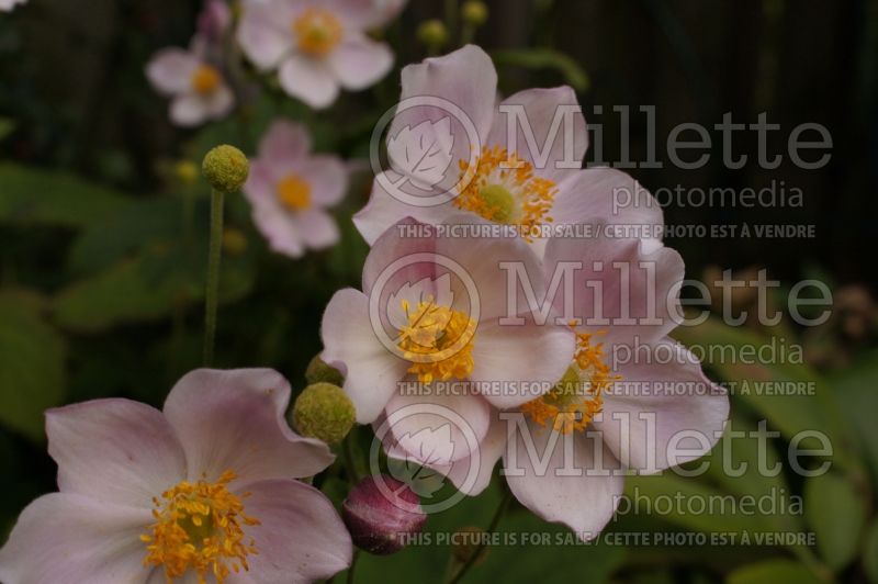 Anemone September Charm (Japanese Anemone) 12 