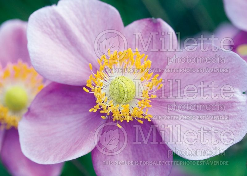 Anemone September Charm (Japanese Anemone) 7 