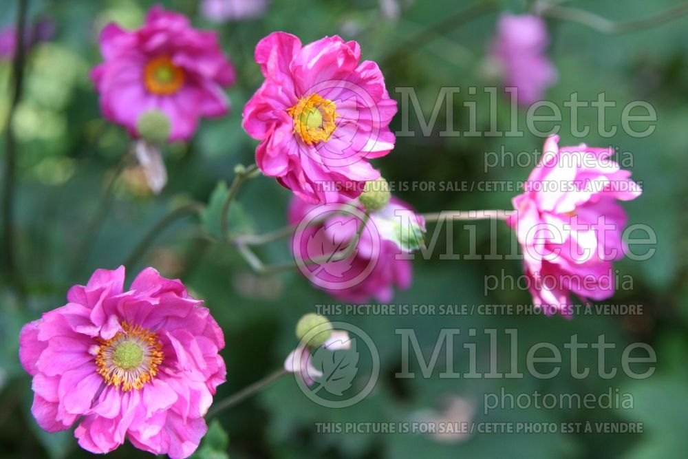 Anemone Bressingham Glow (Japanese Anemone) 1 