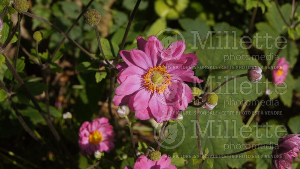 Anemone Pamina (Japanese Anemone) 3 