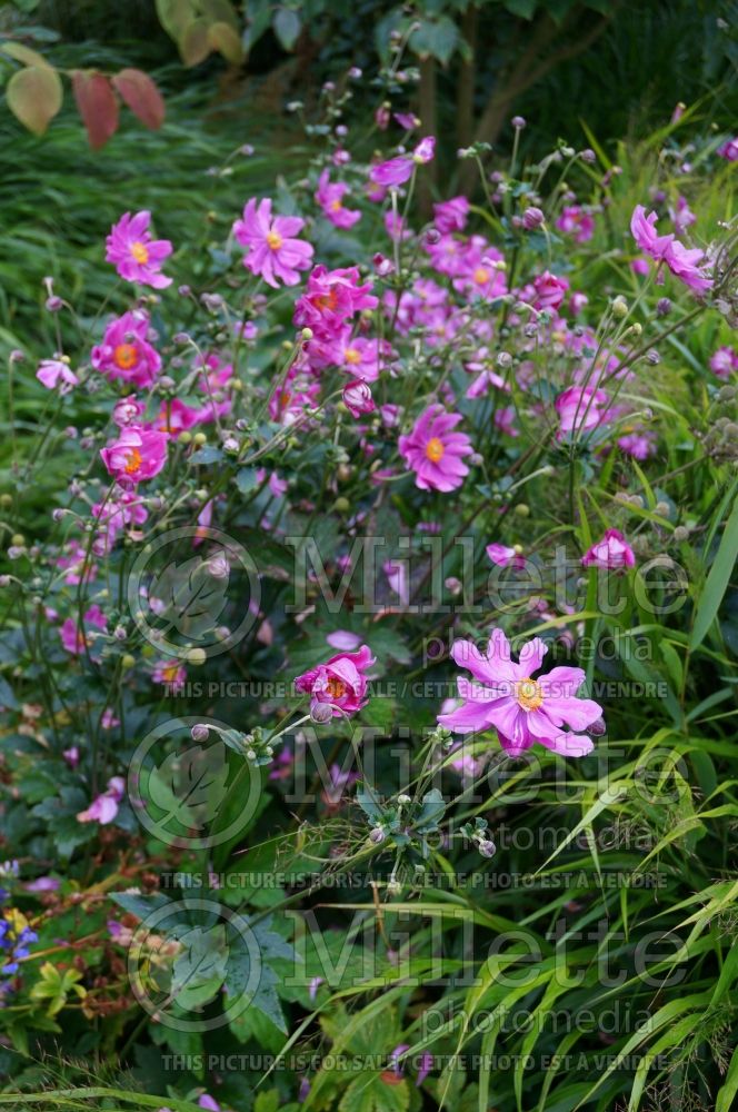 Anemone Prinz Heinrich or Prince Henry (Japanese Anemone) 5 