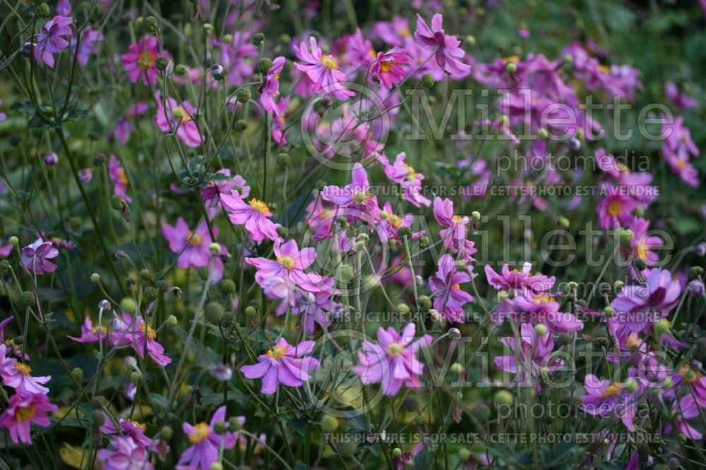 Anemone Prinz Heinrich or Prince Henry (Japanese Anemone) 2 