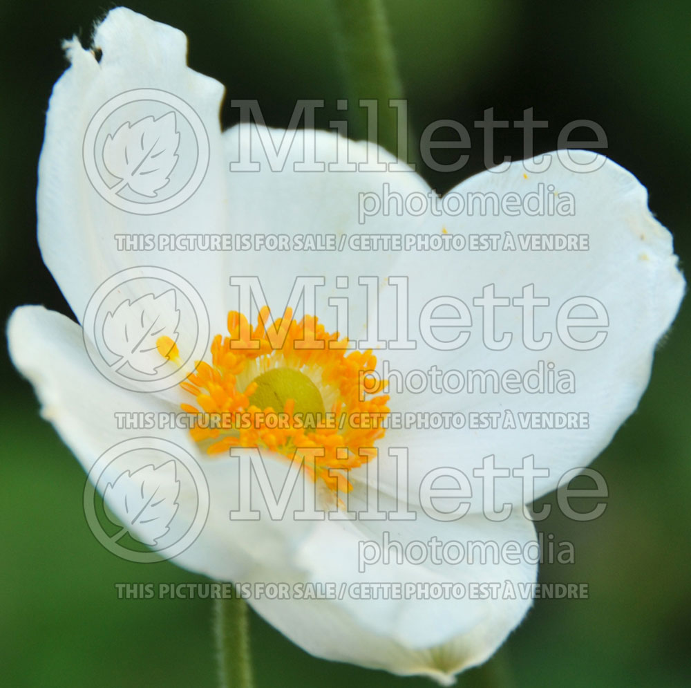 Anemone Honorine Jobert (Japanese Anemone) 1 