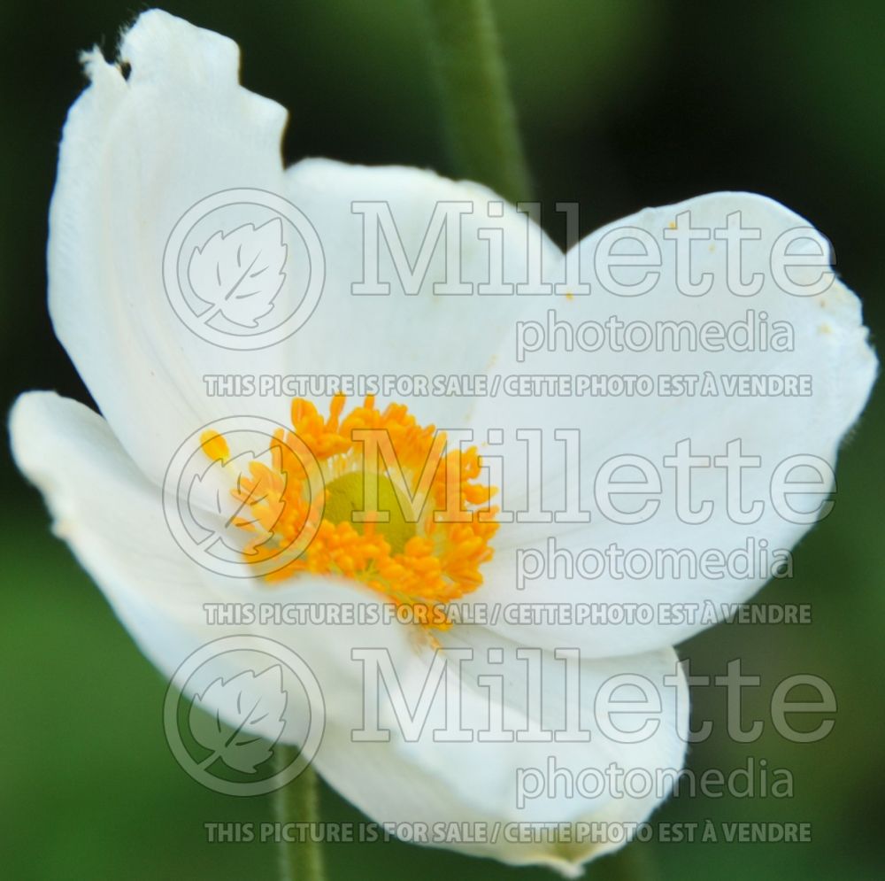 Anemone Honorine Jobert (Japanese Anemone) 2 