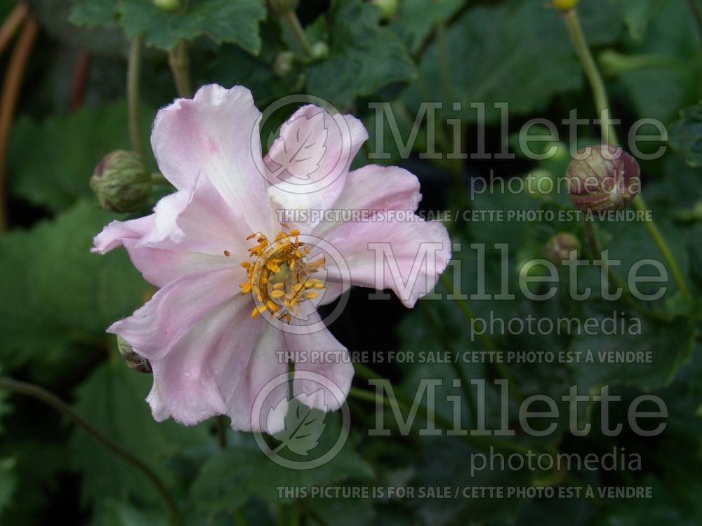 Anemone Queen Charlotte (Japanese Anemone) 1