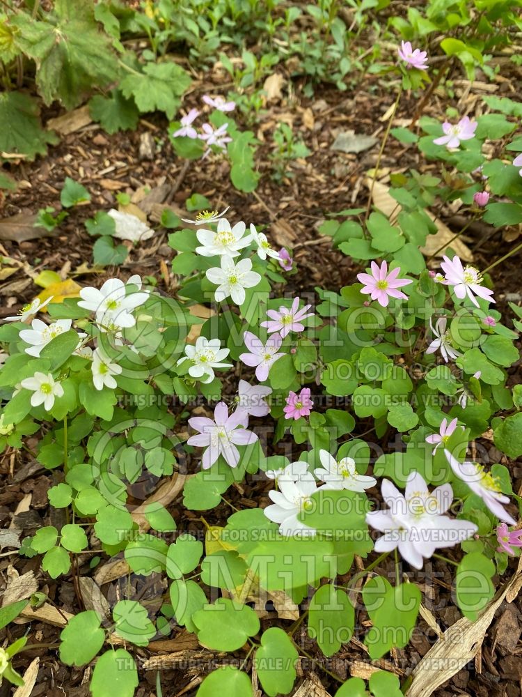 Anemonella thalictroides (Rue Anemone) 1 