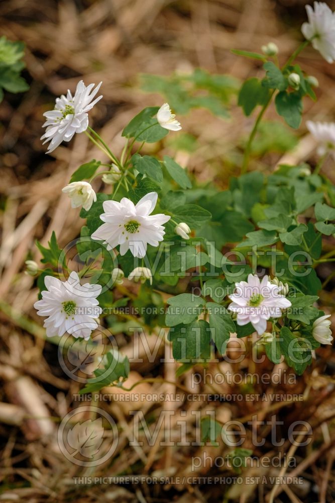 Anemonella Flore Pleno (Rue Anemone) 2