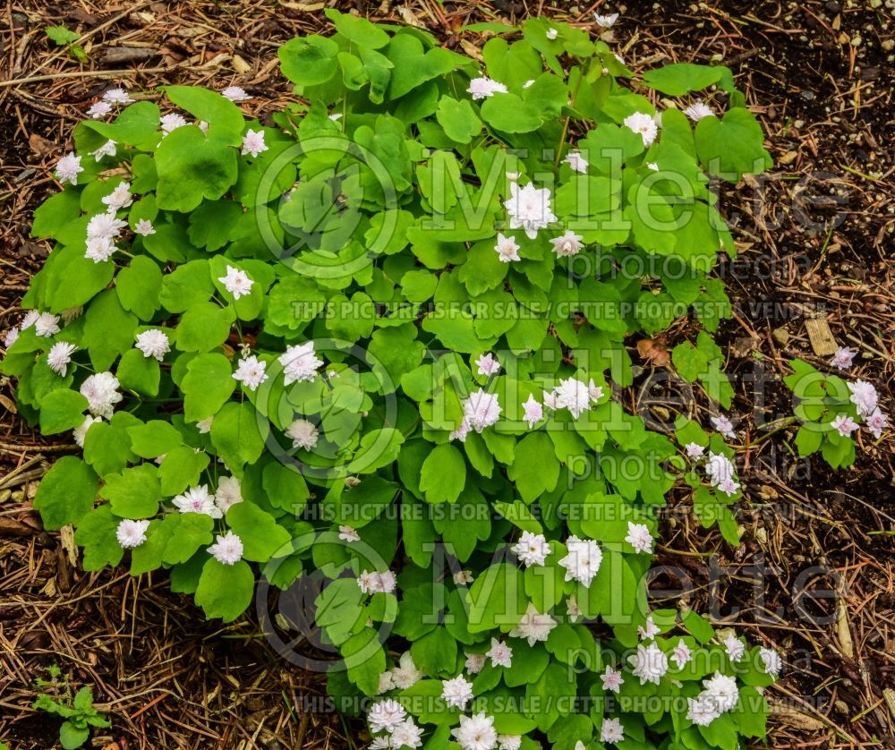 Anemonella Cameo (Rue Anemone) 1 