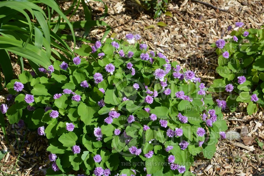 Thalictrum aka anemonella Oscar Schoaf (Rue Anemone) 1