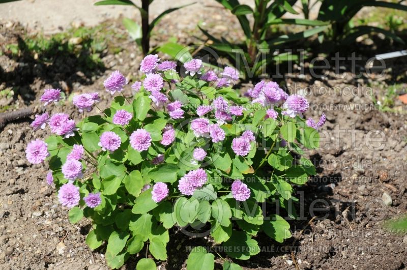 Anemonella Shoafs Double Pink (Rue Anemone) 1  