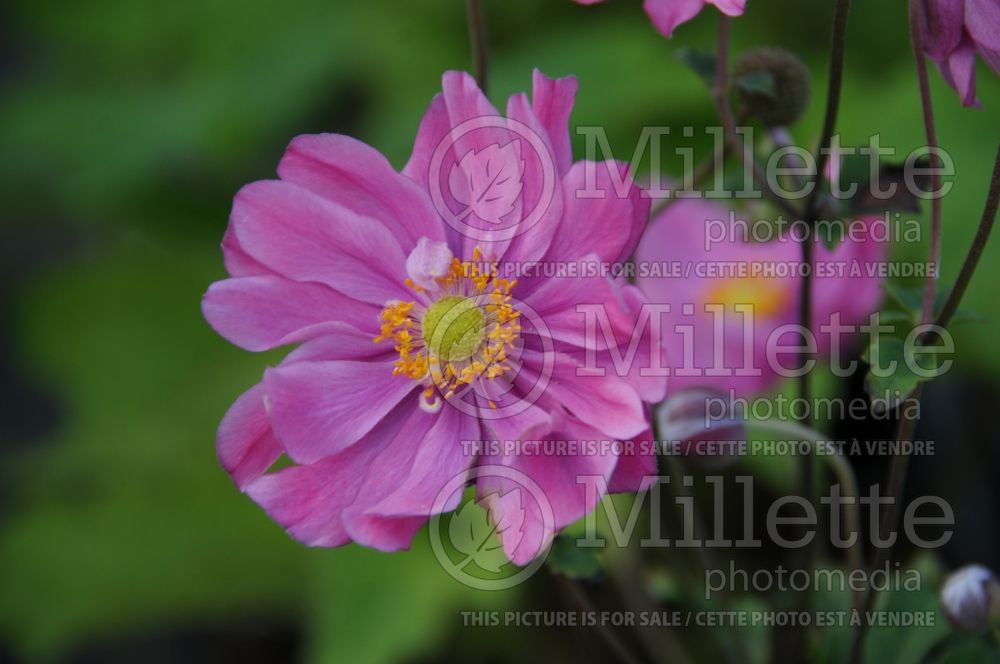 Anemone Margarete (Japanese Anemone) 1 