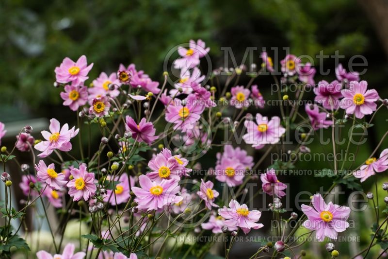 Anemone Max Vogel (Japanese Anemone) 2 