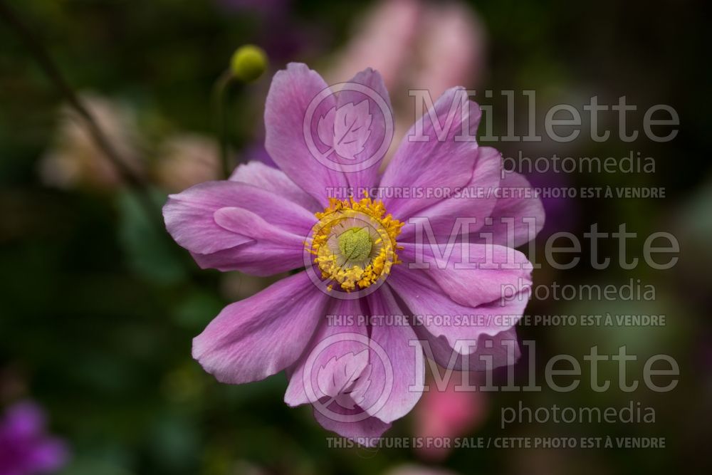 Anemone Max Vogel (Japanese Anemone) 1 