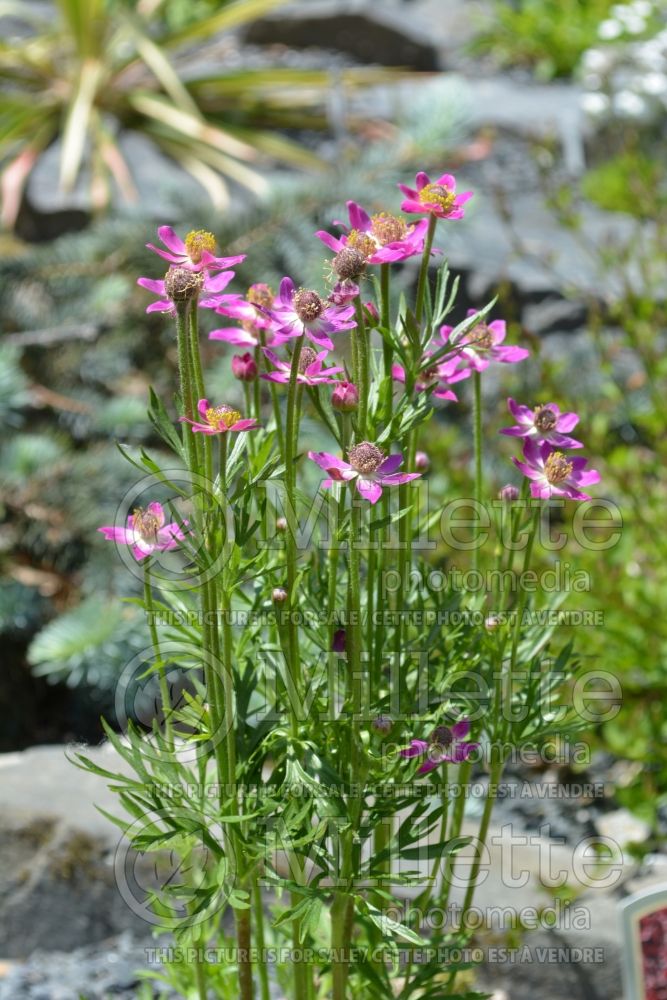 Anemone Annabella Deep Pink (Windflower) 1 