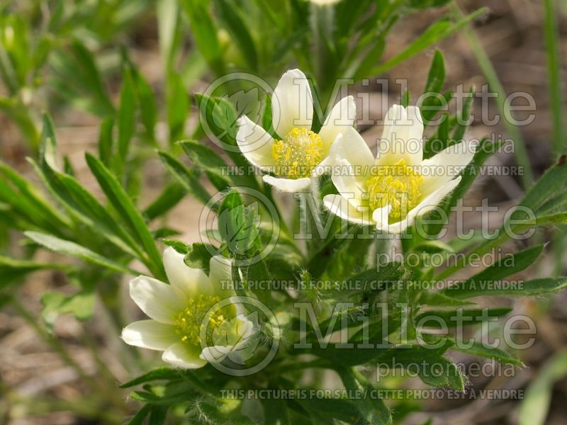 Anemone multifida (Windflower) 1 