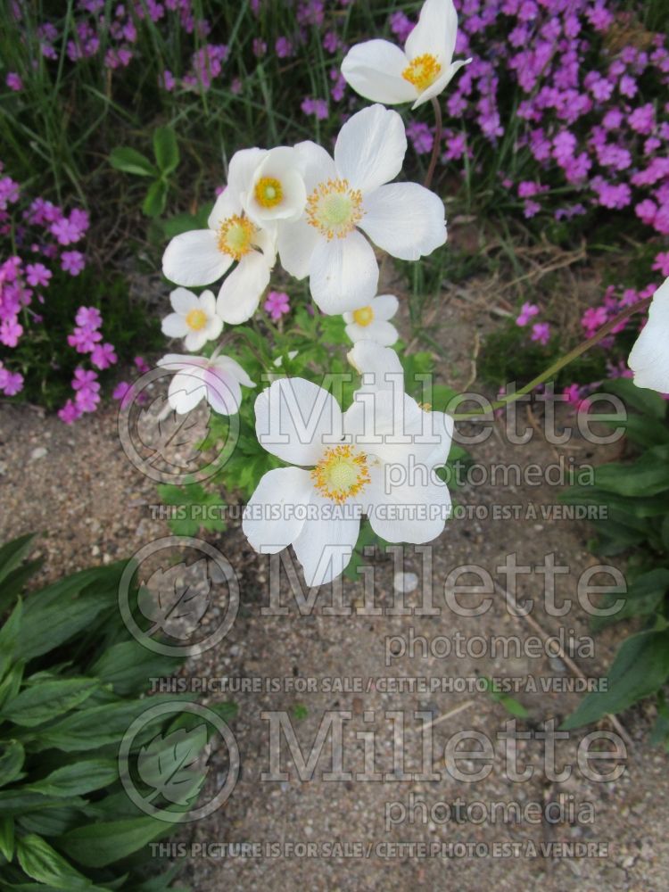 Anemone multifida (Windflower) 2 