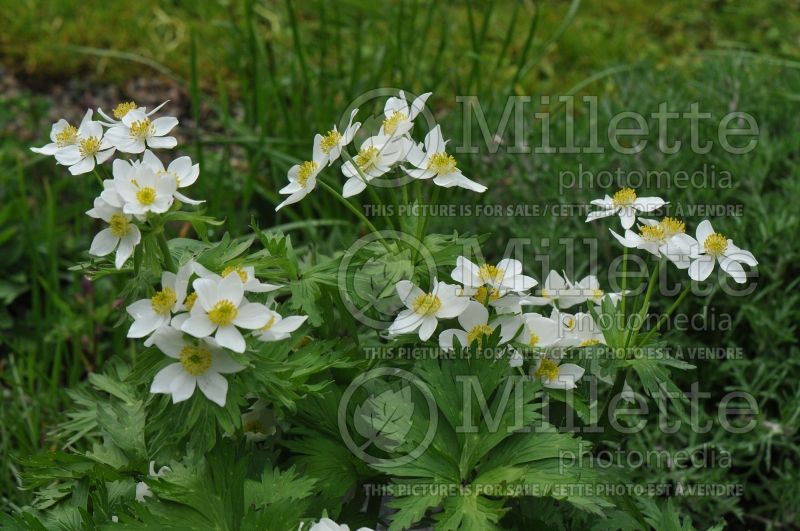 Anemone narcissiflora (narcissus anemone) 1 