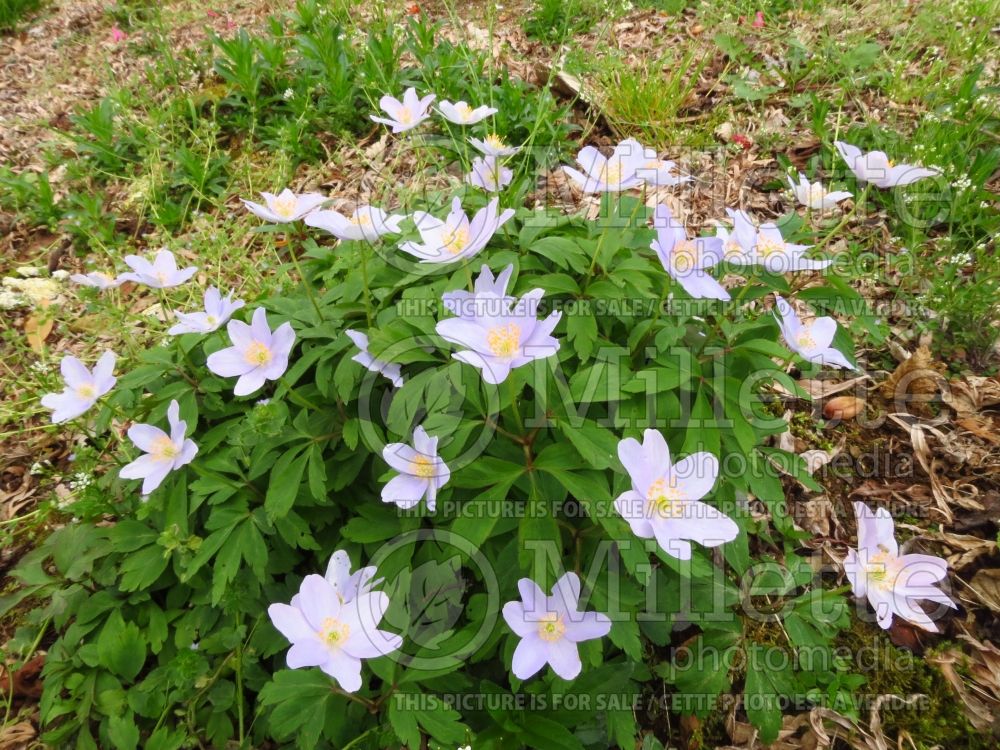 Anemone nemorosa (wood anemone) 2 