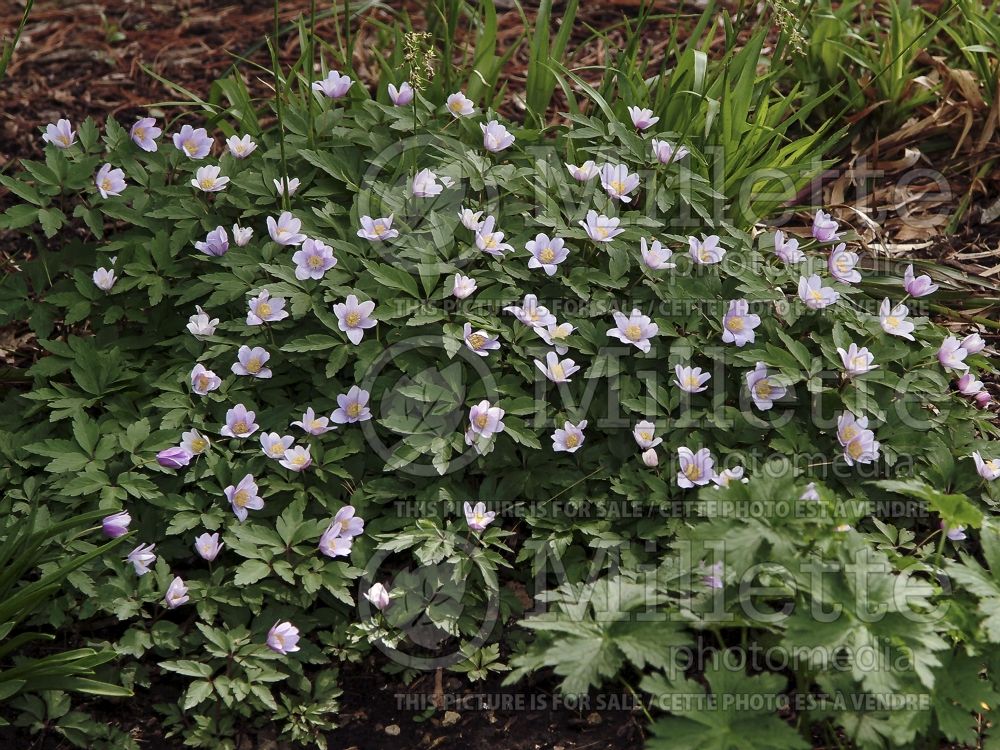 Anemone nemorosa (wood anemone) 4 