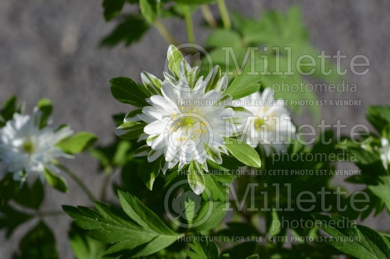 Anemone Bracteata (wood anemone) 2 