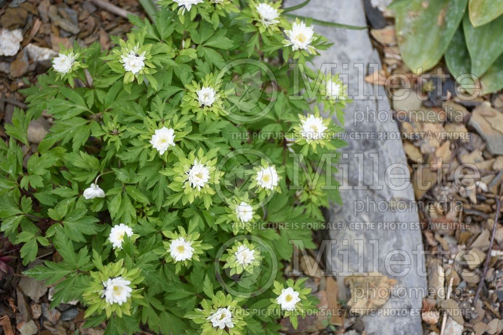 Anemone Bracteata (wood anemone) 3 