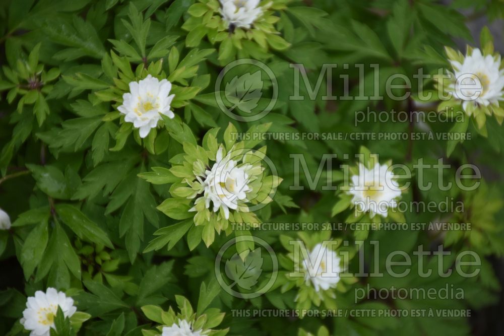 Anemone Bracteata (wood anemone) 4 