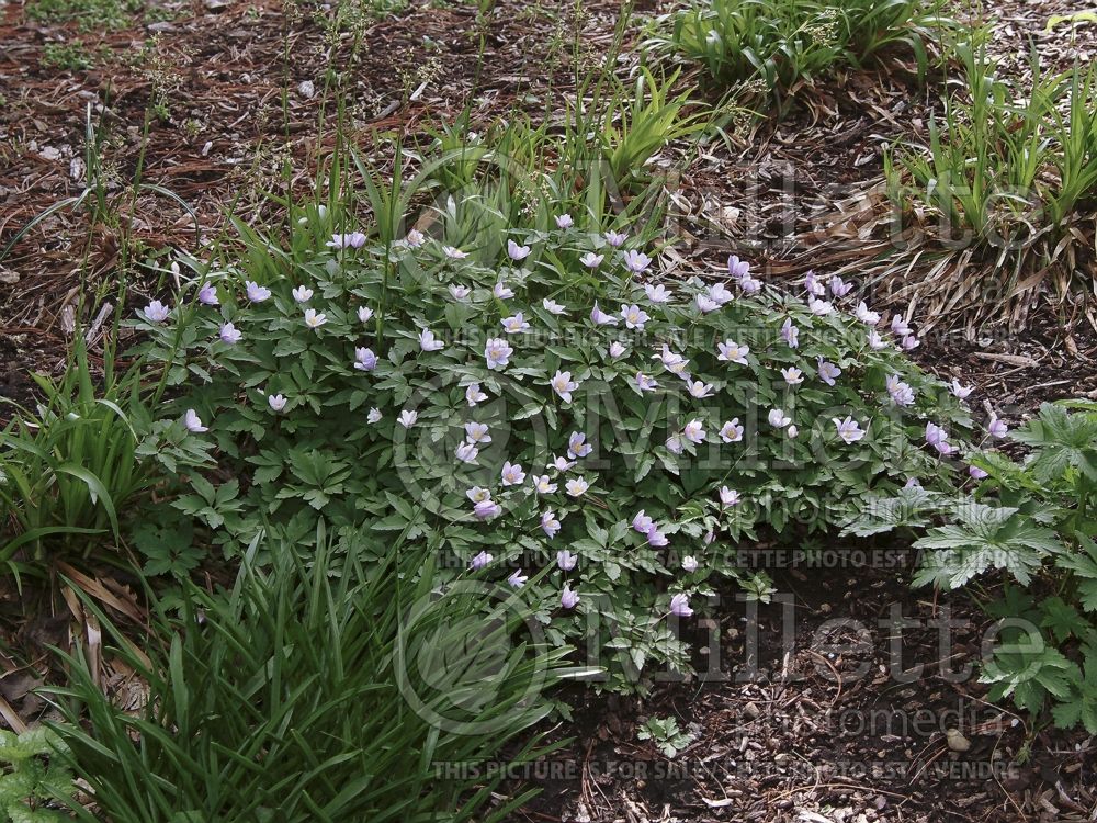 Anemone nemorosa (wood anemone) 3 