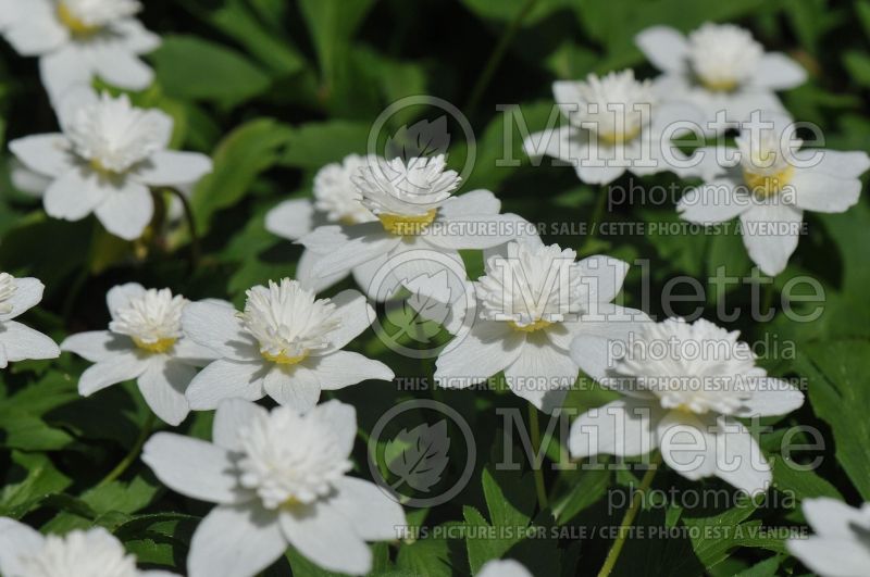 Anemone Vestal (wood anemone) 4 