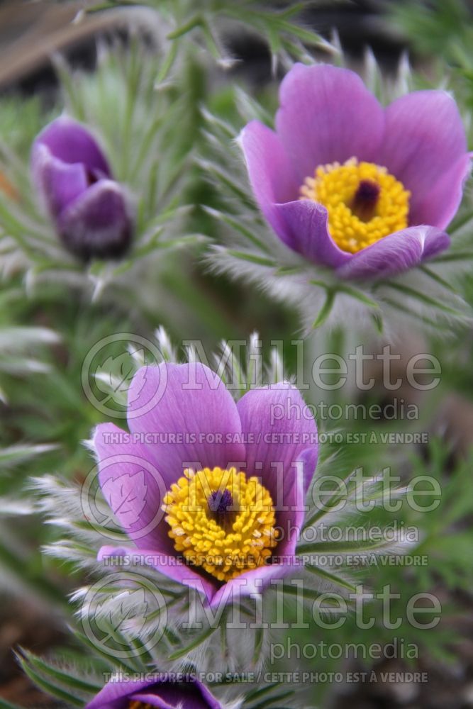 Anemone ou Pulsatilla vulgaris (Windflower) 2 