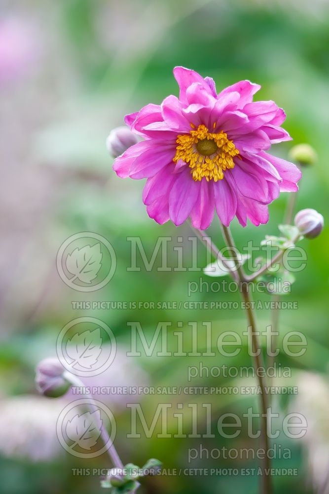 Anemone Pamina (Japanese Anemone) 1 