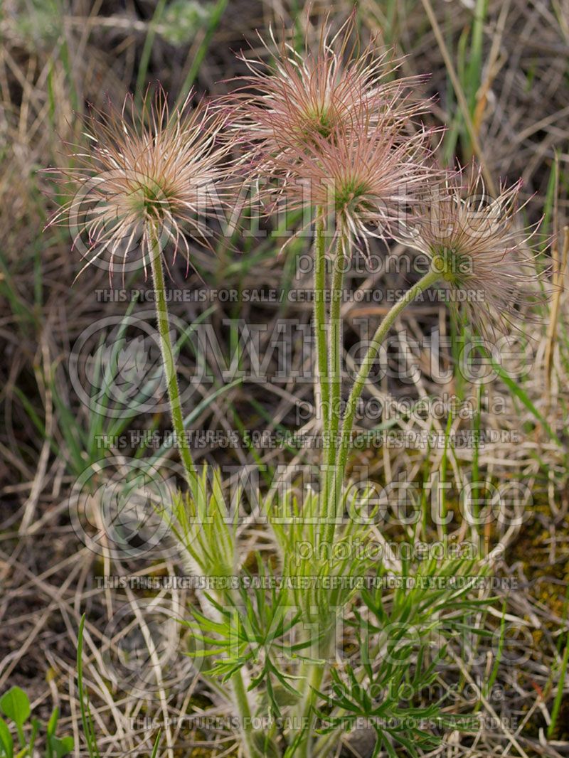 Anemone patens (Pasque flowers Anemone)  1