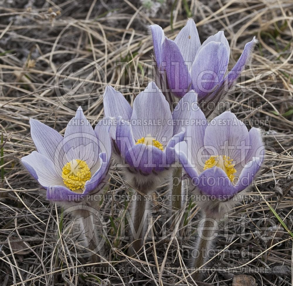 Anemone patens (Pasque flowers Anemone)  2